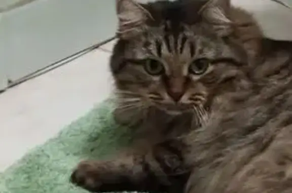 Пропала кошка, улица Жуковского, 20, Луховицы - зелёные глаза, очень пушистая - photo