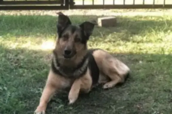 Объявления о пропавших и найденных животных, Уфа, фото: Пропал собака, проспект Октября (дублёр), Уфа - черно-рыжий окрас, похож на овчарку