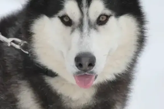 Найдена собака, Жуков, фото: Найден собака, мужской, Коммунистическая улица, 12, Жуков - чёрно-белый окрас