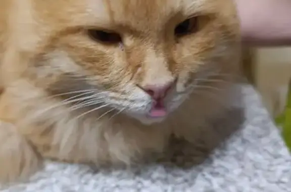 Пропал кот, улица Николая Островского, 63, Астрахань — рыжий, пушистый - photo