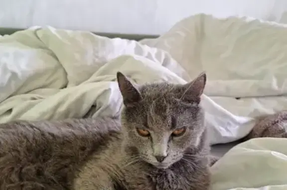 Пропала кошка, Лазаревский переулок, 4, Москва - photo