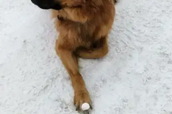 Найдена собака, Барлакский, фото: Найден собака, 50Н-1920, Барлакский сельсовет - кобель помеси овчарки и дворняжки