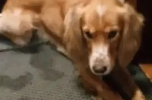 Объявления о пропавших и найденных животных, Воронеж, фото: Найден собака мужской, улица Землячки, 43, Воронеж - русский спаниель, рыже-белый окрас