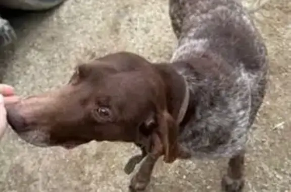 Объявления о пропавших и найденных животных, Михайловск, фото: Найден собака, улица Софьи Ковалевской, 98, Михайловск - курцхар с воспалённой шишкой