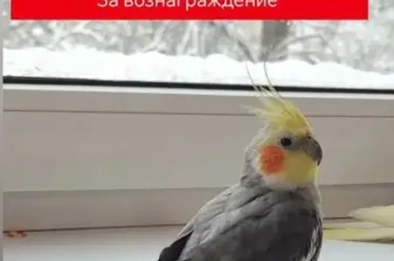 Пропал птица, улица Александра Невского, Калининград - вылетел в окно - photo