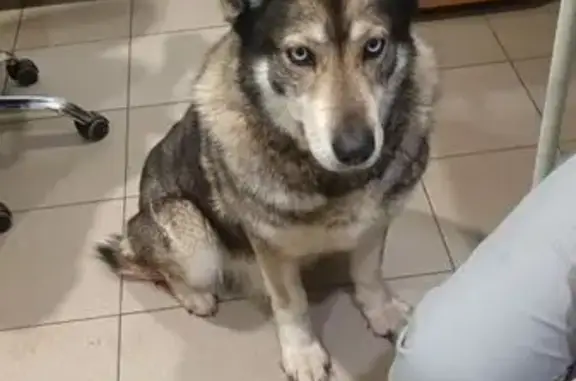 Найдена собака, Казань, фото: Найдена собака, Ломжинская улица, 9, Казань