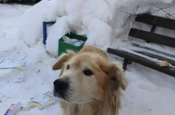 Объявления о пропавших и найденных животных, Зеленодольск, фото: Найден собака, улица Карла Маркса, 37А, Зеленодольск - рыжий окрас, возрастной