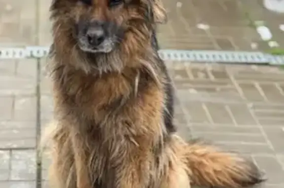 Собаки потеряшки, Дмитров, фото: Потеряшка собака, женский пол, 5-й Речной переулок, 1, Дмитров