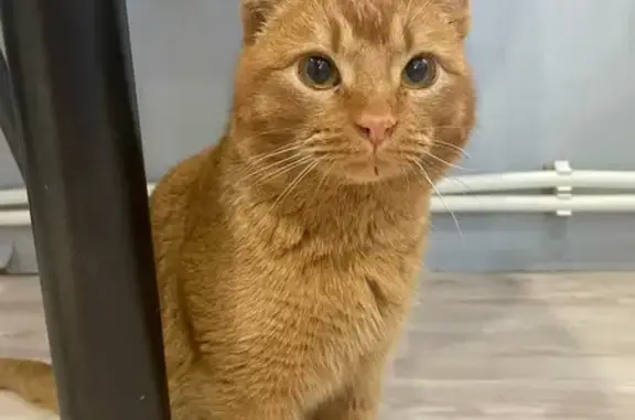 Найденные животные Малаховка, фото: Найден кот, улица Лермонтова, 22А, Малаховка - рыжий и голодный