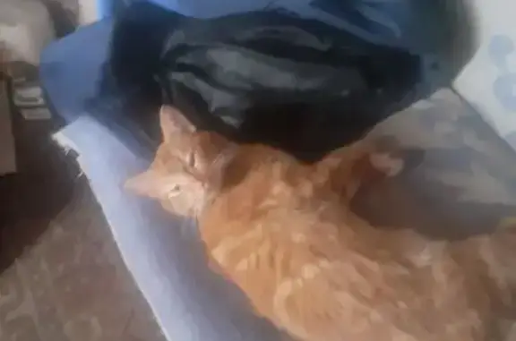 Пропал кот, 66Н-1504, Екимовичи - красная бабочка, рубцы на голове - photo