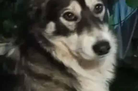 Пропала собака, Пушкино, Московская область - зональный окрас, пугливая - photo