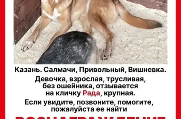 Пропала собака, мужской, улица Чэчэк, 15, Казань - отзывается на кличку Рада - photo