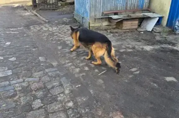 Объявления о пропавших и найденных животных, Калининград, фото: Найден собака, мужской, Полтавская улица, 2, Калининград - овчарка, без ошейника