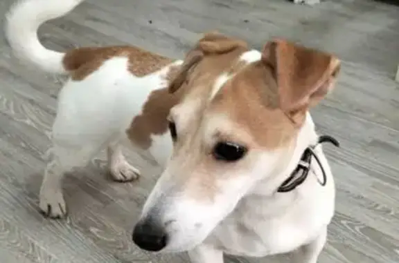 Найден собака, мужской, улица Фадеева, 35, Волгоград - photo