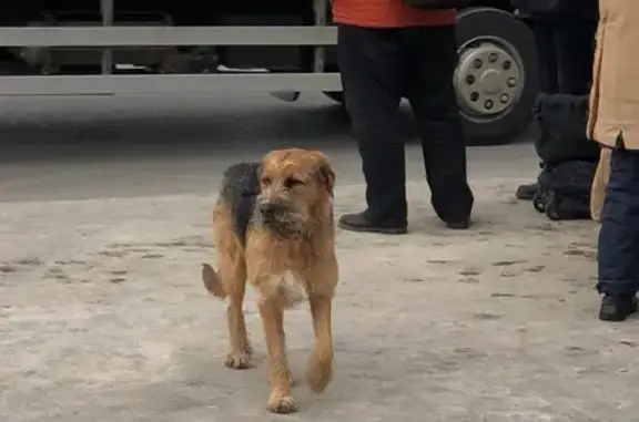 Найдена собака, Нижний Новгород, фото: Найден собака, проспект Гагарина, Нижний Новгород - дружелюбный и неагрессивный