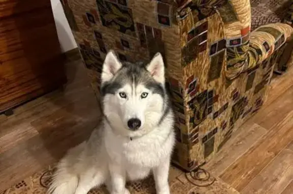 Пропала собака, улица Мира, Гороховец - северная хаски - photo