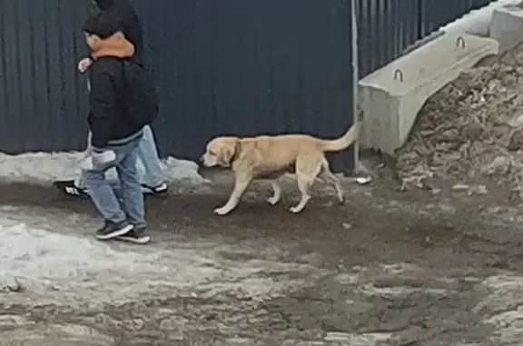 Найденные животные Тула, фото: Найден собака, Советская улица, 96, Тула - мальчик с ошейником