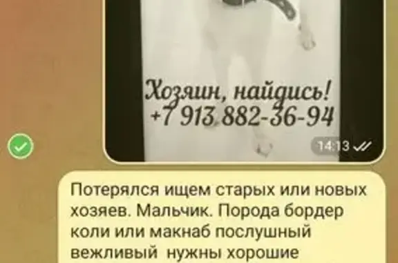 Найденные животные Томск, фото: Найден собака, проспект Фрунзе, Томск - белочерный с коричневым