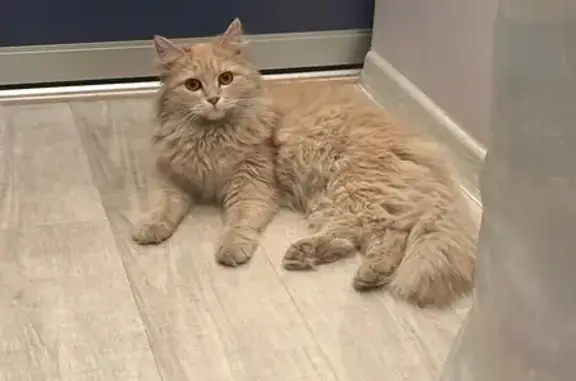 Найденные животные Томск, фото: Найдена кошка, улица Сергея Лазо, 27, Томск - ухоженная и очень ласковая