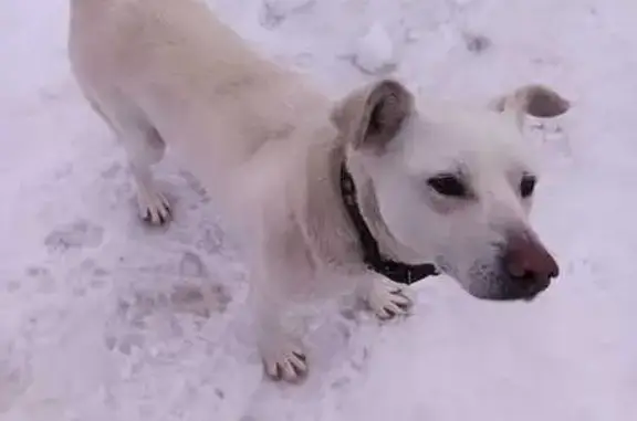 Найдена собака, Масловка, фото: Найден собака, мужской, Радужная улица, 22А, Масловка