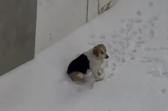 Найдена собака, Пенза, фото: Найдена собака, улица Суворова, 165, Пенза - похожа на французскую трехцветную гончую