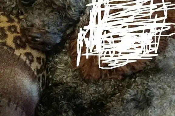 Пропала собака, проспект Луначарского, 58 к3, Санкт-Петербург - photo