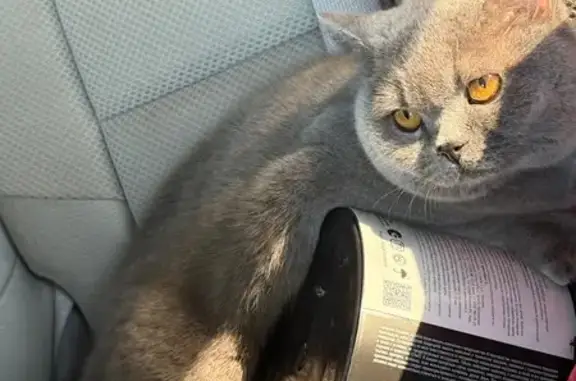 Объявления о пропавших и найденных животных, Хабаровск, фото: Найдена кошка, проспект 60-летия Октября, 202, Хабаровск - британка 2-3 года