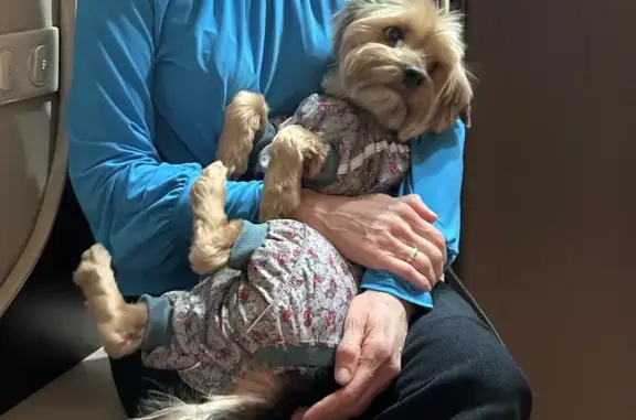 Пропала собака, 1-й Щипковский переулок, 11/13, Москва - йорк в комбинезоне - photo