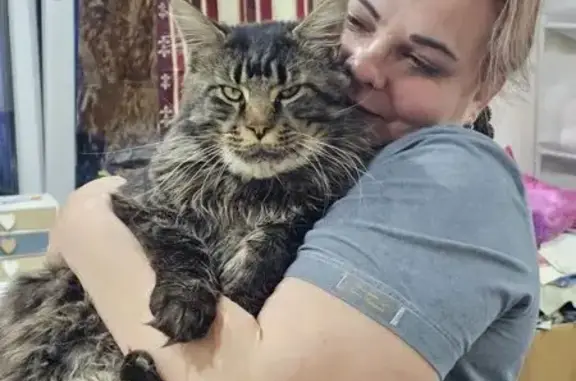 Пропал кот, Сальск, Ростовская область - тигровый окрас, правая щека обритая - photo