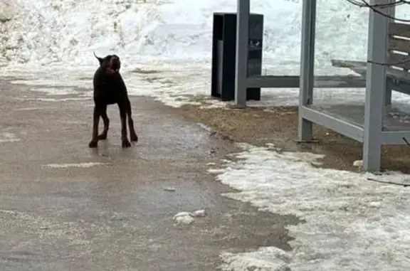 Найденные животные Щедрино, фото: Найдена собака, Центральная улица, Щедрино - доберман на остановке