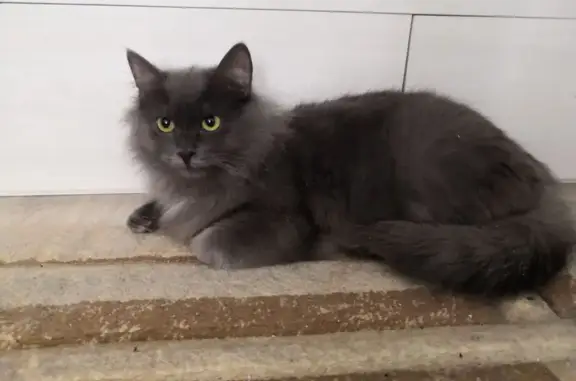 Найден котёнок, улица И.П. Прокопьева, 11, Чебоксары - дымчатый с жёлтыми глазами - photo