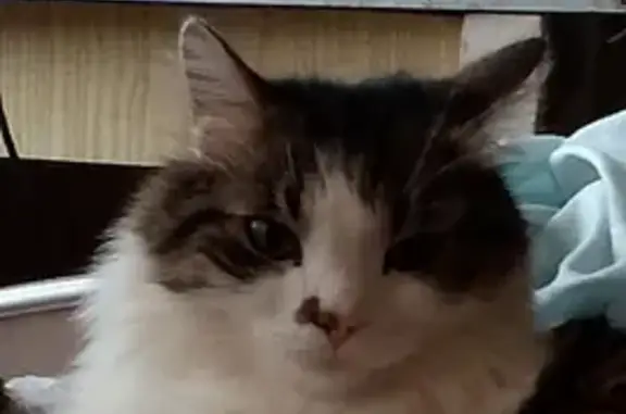 Пропал кот, улица Руднева, 41, Хабаровск - база КАФ - photo