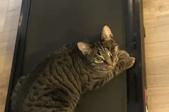 Пропала кошка, Нижнее Хорошово, Московская область - окрас табби, нет глазика - photo