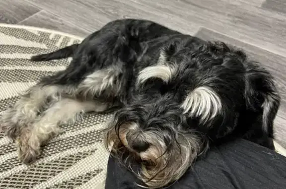 Пропал собака, Ромоданово, Мордовия - откликается на Ричард - photo