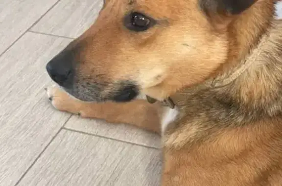 Пропал собака, Первомайская улица, 36, Виноградово - рыжий с черным окрасом - photo