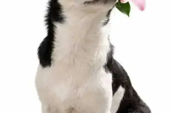 Пропала собака, улица Братьев Касимовых, 28, Казань - photo