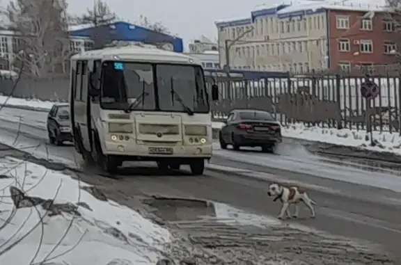 Объявления о пропавших и найденных животных, Омск, фото: Найдена собака, улица Гуртьева, Омск - похож на стаффорда или питбуля