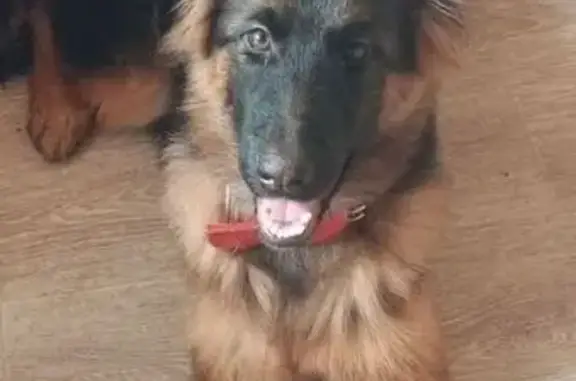 Пропала собака, Кокшайская улица, Новотроицк - добрая с голубыми глазами - photo