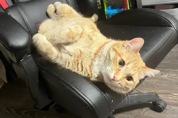 Пропал кот, улица Калинцева, 31, Иваново - рыжий белый окрас и длинные белые усы - photo