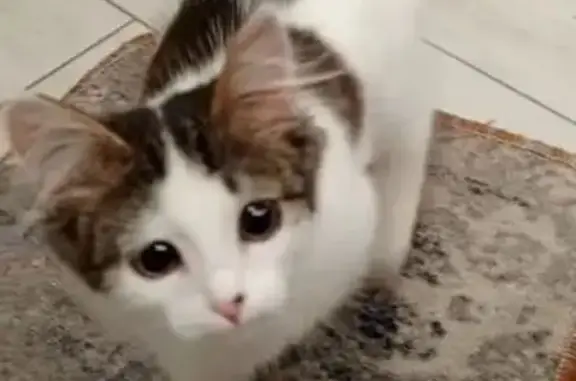 Пропала кошка, 89К-234-47, Старогоряшинское сельское поселение, Краснослободское - беленькая с тёмными пятнами - photo