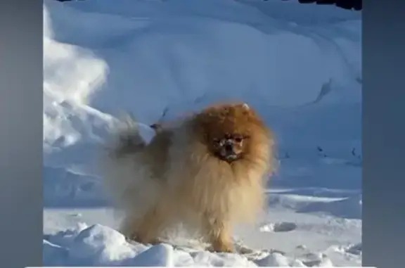 Пропал собака, Черёмуховая улица, Иркутск - померанский шпиц - photo