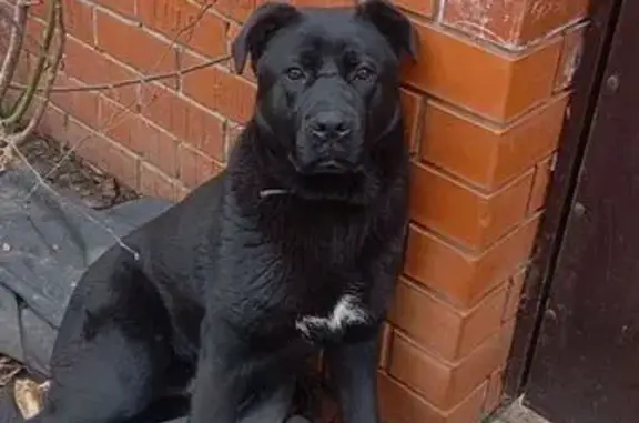 Пропал собака, мужской, Елизаветинская улица, Краснодар - на горле белое пятно - photo