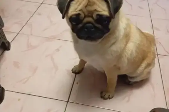 Найденные животные Новороссийск, фото: Найдена собака, женский пол, улица Тихоступа, 3, Новороссийск - мопсик