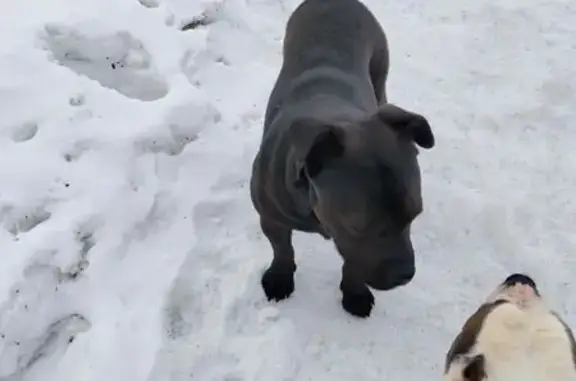 Найдена собака, Тамбов, фото: Найден собака, мужской, улица Островитянова, 1, городской округ Тамбов