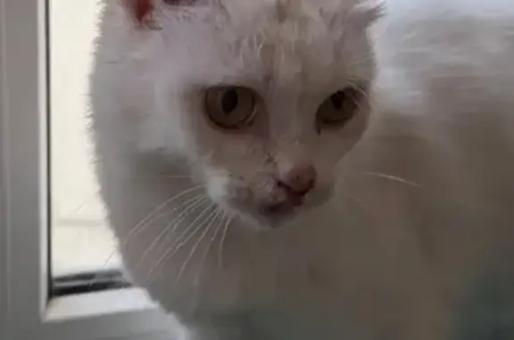 Объявления о пропавших и найденных животных, Краснодар, фото: Найдена кошка, улица Мусоргского, 1, Краснодар - ласковая, с разбитым носом