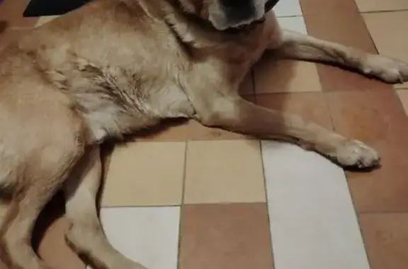 Найден собака, Владимир, Влади...