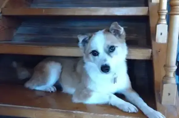 Пропала собака, Солнечногорск - на глазах стрелки как подводки - photo