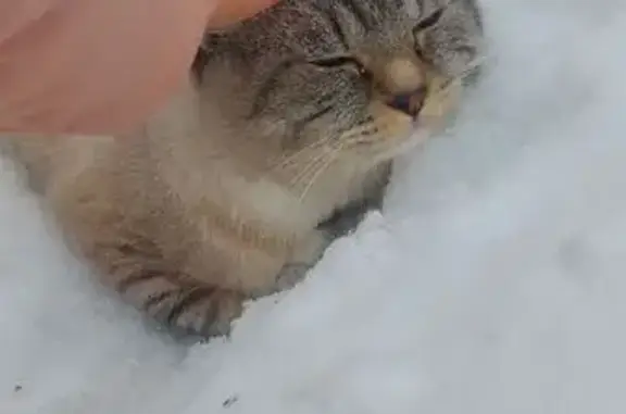 Найденные животные Москва, фото: Найден кот, улица Академика Семёнова, Москва - дымчатый, домашний