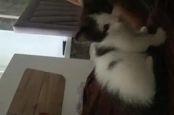 Объявления о пропавших и найденных животных, Уфа, фото: Пропала кошка, улица Рихарда Зорге, Уфа