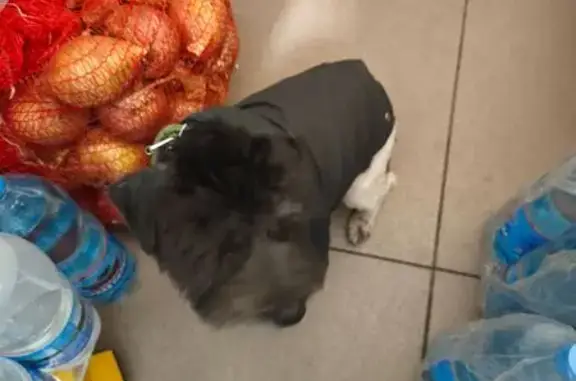 Найдена собака, Волгоград, пар...